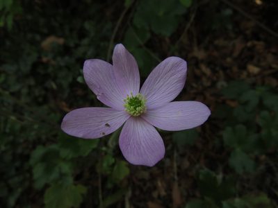 Knowltonia hootae, photographed by Nicolás Lavandero