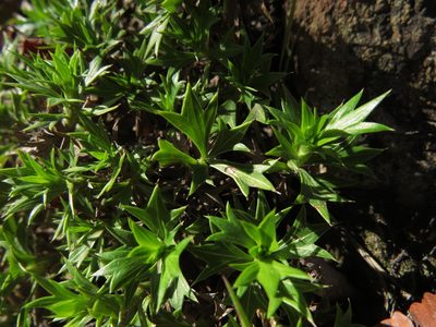 Azorella spinosa, photographed by Nicolás Lavandero