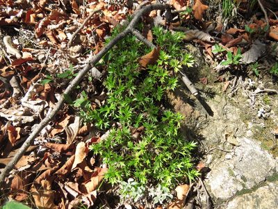 Azorella spinosa, photographed by Nicolás Lavandero