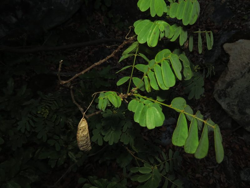 Senna cruckshanksii, photographed by Nicolás Lavandero