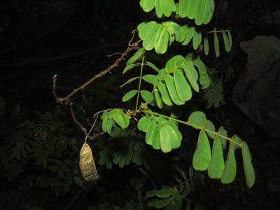 Senna cruckshanksii, photographed by Nicolás Lavandero