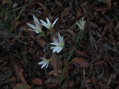 Leucocoryne alliacea, photographed by Nicolás Lavandero