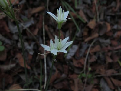 Leucocoryne alliacea, photographed by Nicolás Lavandero