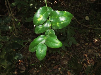 Citronella mucronata, photographed by Nicolás Lavandero