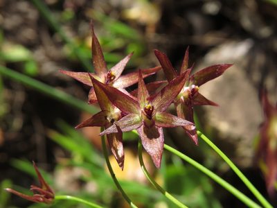 Gilliesia isopetala, photographed by Nicolás Lavandero