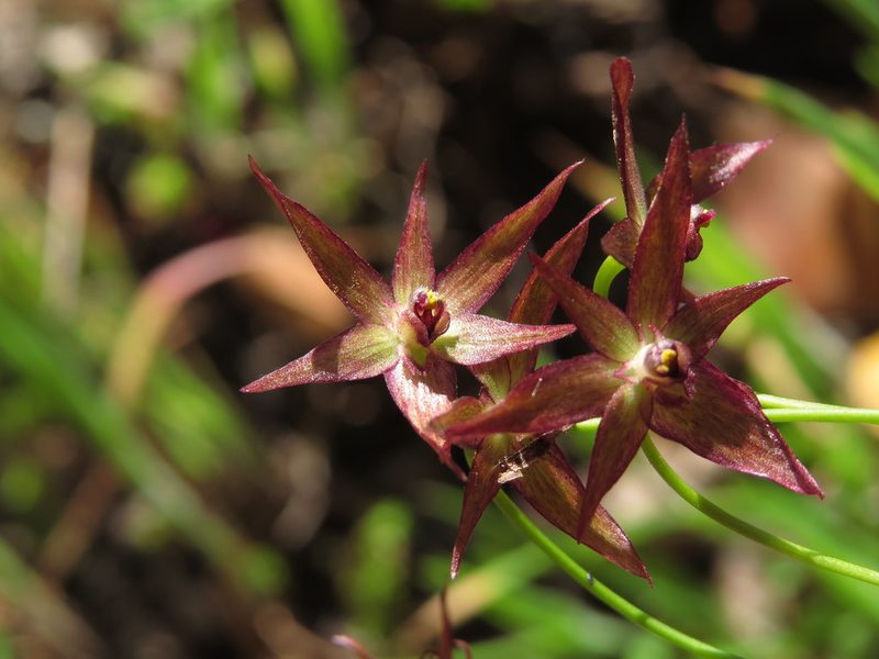 Gilliesia isopetala, photographed by Nicolás Lavandero