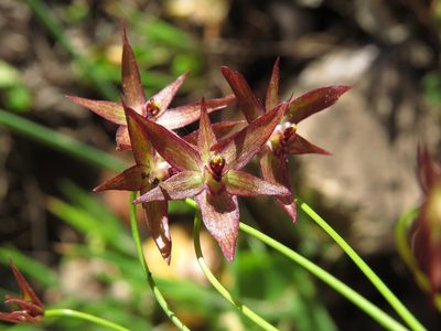 Gilliesia isopetala, photographed by Nicolás Lavandero