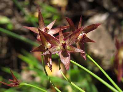 Gilliesia isopetala, photographed by Nicolás Lavandero