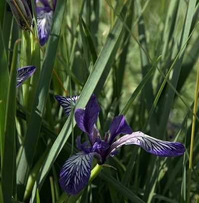 Iris lactea, photographed by Pavel Komkov