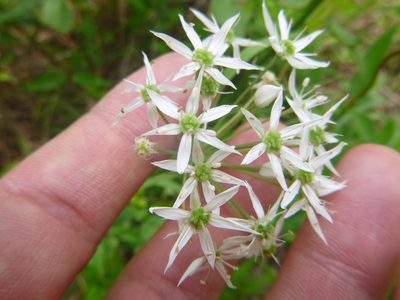 Allium cuthbertii, photographed by cwarneke