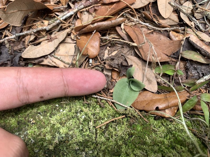 Mesadenus lucayanus, photographed by Brandon Corder