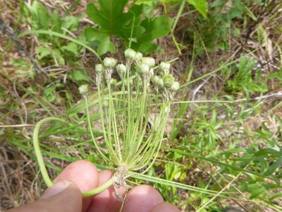 Allium cuthbertii, photographed by cwarneke