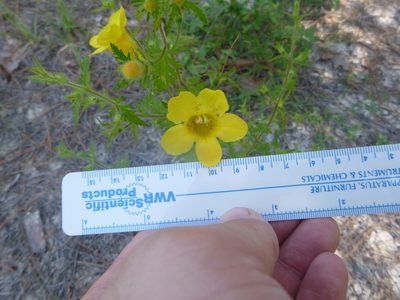 Aureolaria pectinata, photographed by cwarneke