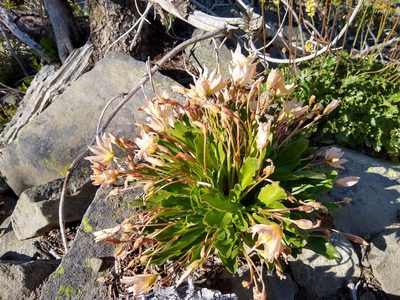 Lewisia tweedyi, photographed by John Brew