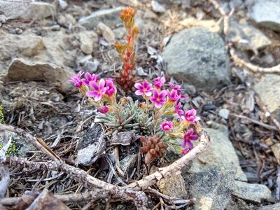 Androsace nivalis, photographed by John Brew