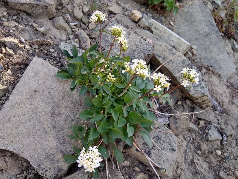 Valeriana columbiana, photographed by John Brew