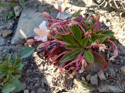 Lewisia tweedyi, photographed by John Brew