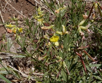 Acmispon utahensis, photographed by desertnaturalist
