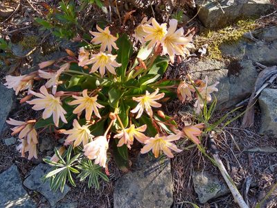 Lewisia tweedyi, photographed by John Brew