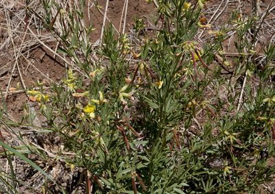 Acmispon utahensis, photographed by desertnaturalist