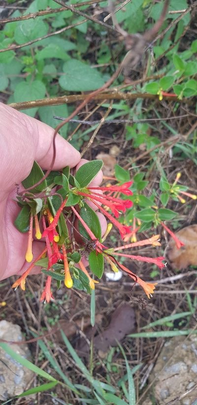 Bouvardia laevis, photographed by Eugenio Padilla