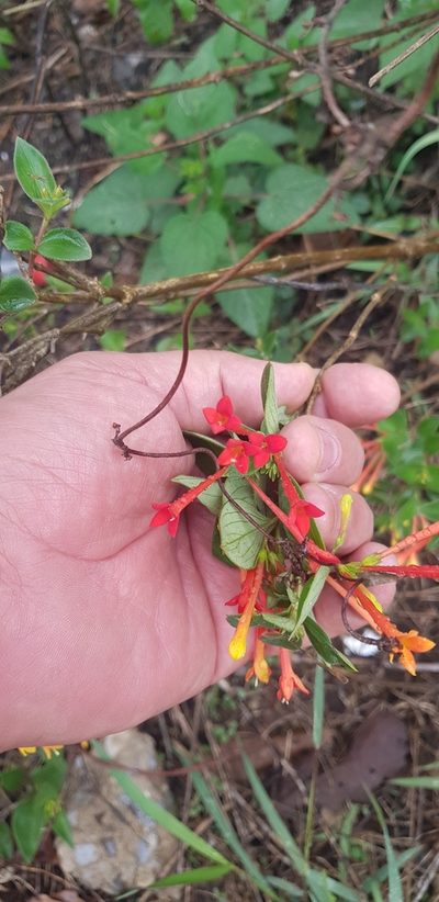 Bouvardia laevis, photographed by Eugenio Padilla