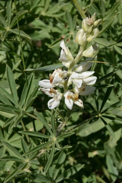 Lupinus barbiger, photographed by desertnaturalist