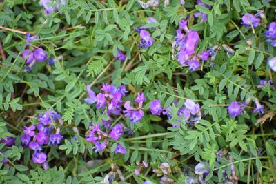 Astragalus bodinii, photographed by Syd Cannings