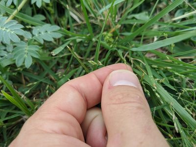 Panicum hallii, photographed by Cleveland Powell