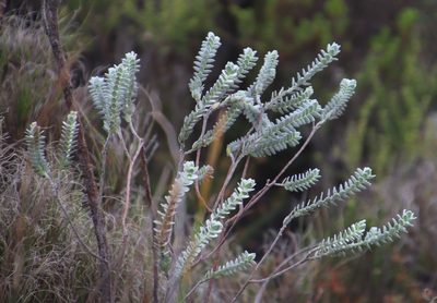 Gnidia imbricata, photographed by Tony Rebelo