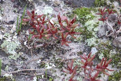Crassula obtusa, photographed by Tony Rebelo