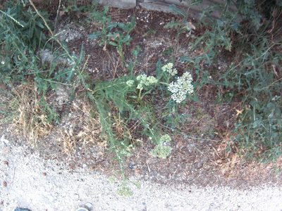 Aspilia silphioides, photographed by Михаил Орлов