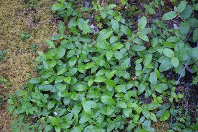 Salix myrtillifolia, photographed by Syd Cannings