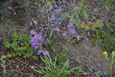 Penstemon gormanii, photographed by Syd Cannings