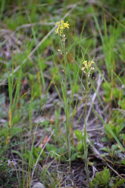 Erysimum coarctatum, photographed by Syd Cannings
