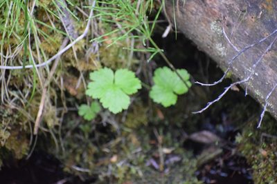 Anemonastrum richardsonii, photographed by Syd Cannings
