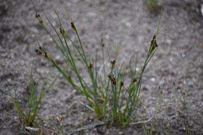 Juncus balticus, photographed by Syd Cannings