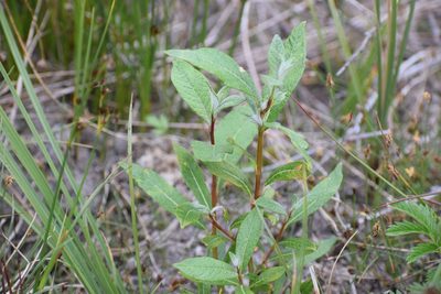 Salix alaxensis, photographed by Syd Cannings