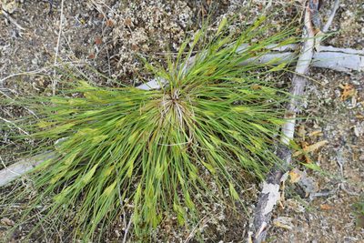 Carex sychnocephala, photographed by Syd Cannings