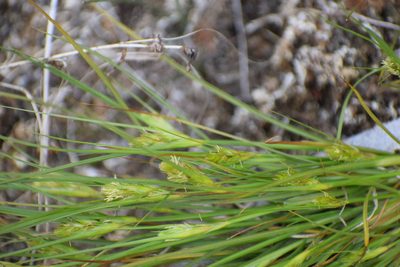 Carex sychnocephala, photographed by Syd Cannings