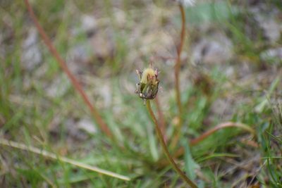 Taraxacum ceratophorum, photographed by Syd Cannings