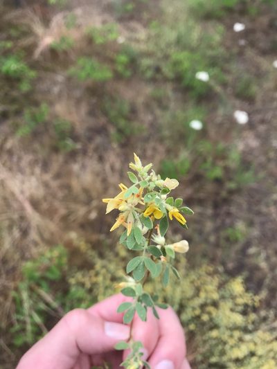 Acmispon decumbens, photographed by Jesse Grove