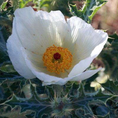 Argemone squarrosa, photographed by Catherine C. Galley