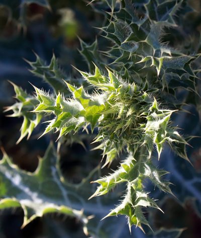 Argemone squarrosa, photographed by Catherine C. Galley
