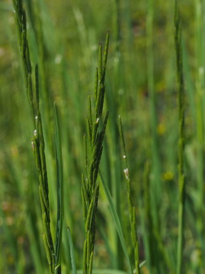 Glyceria declinata, photographed by carnifex