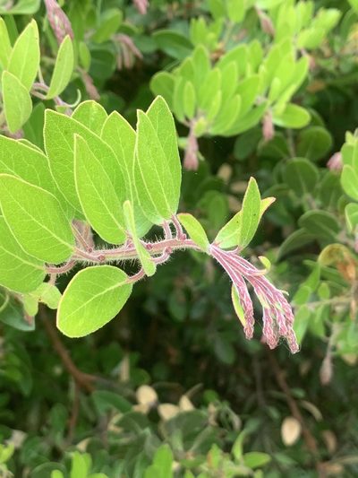 Arctostaphylos insularis, photographed by Jim Riley