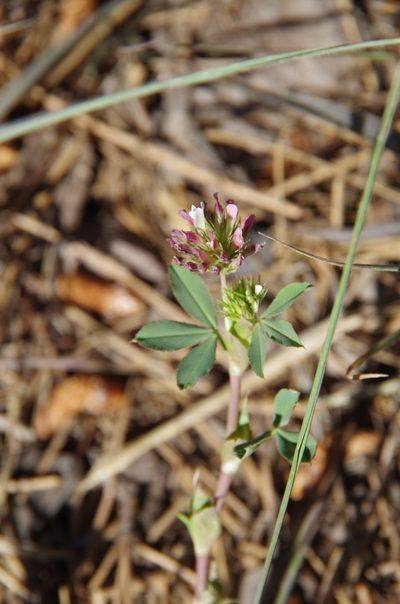 Trifolium pinetorum, photographed by Eric Knight