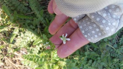 Potentilla clevelandii, photographed by Millie Basden
