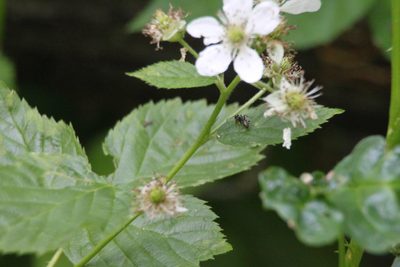 Rubus polonicus, photographed by Maxim Shashkov
