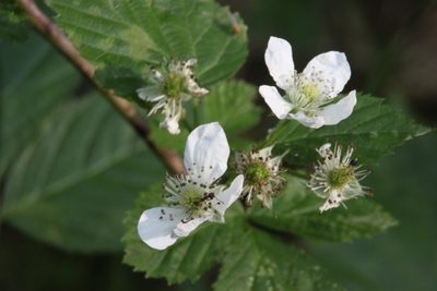 Rubus polonicus, photographed by Maxim Shashkov